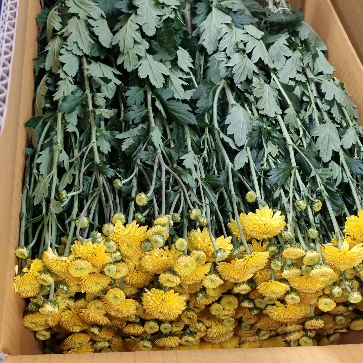 꽃도매119