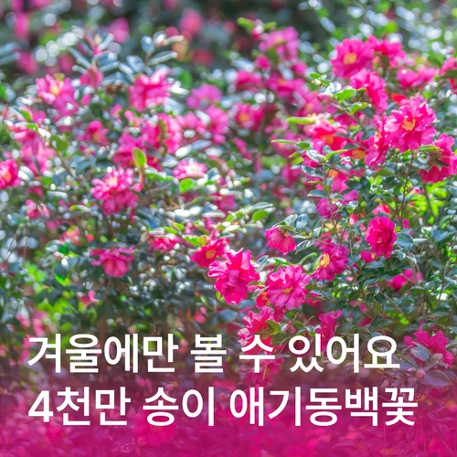 기획전 이미지