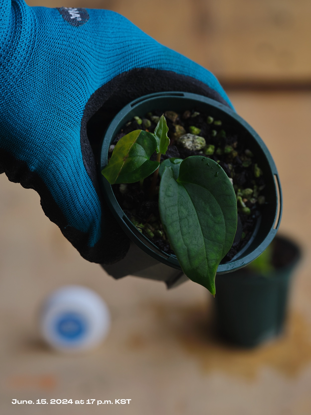 Anthurium BVEP *antolakii, Scott Cohen