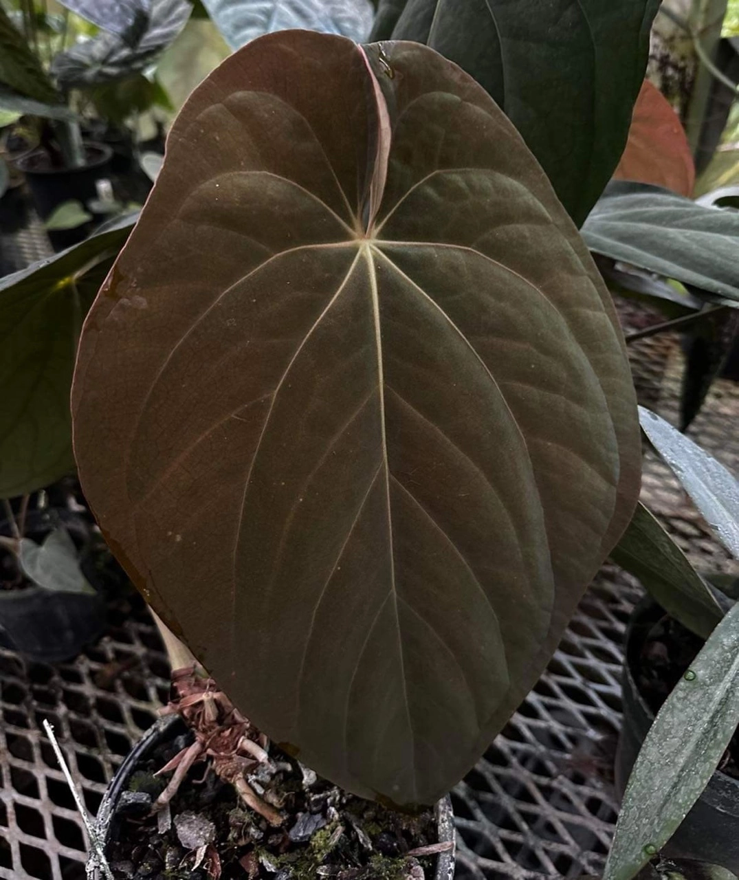 Anthurium BVEP *antolakii, Scott Cohen
