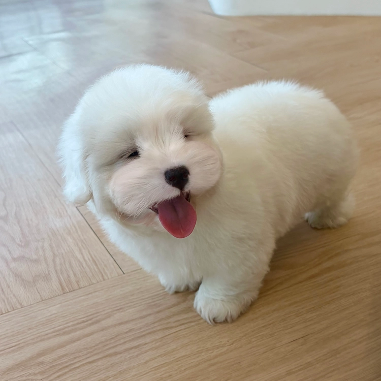 상품 이미지