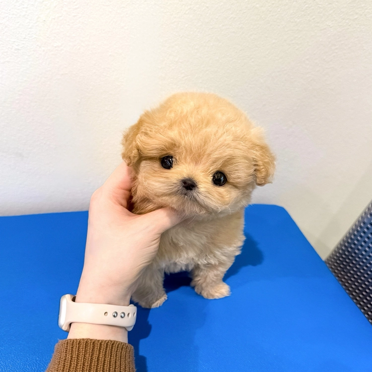상품 이미지