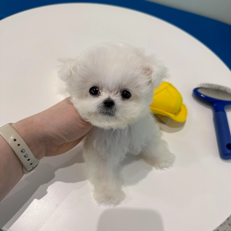 상품 이미지