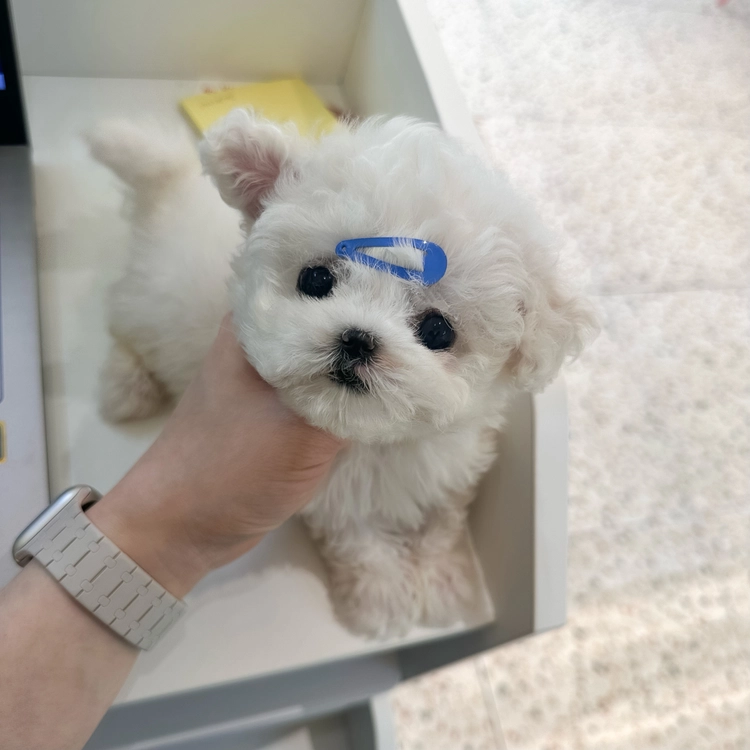 상품 이미지