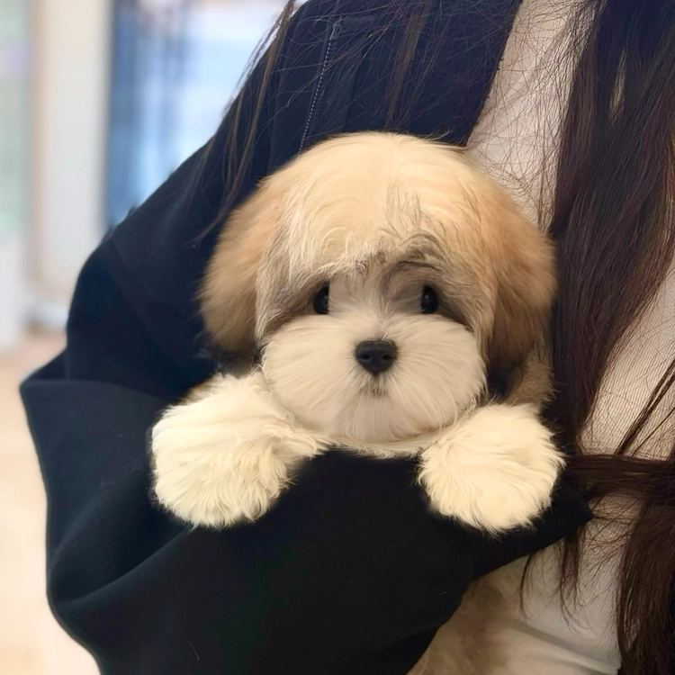 상품 이미지