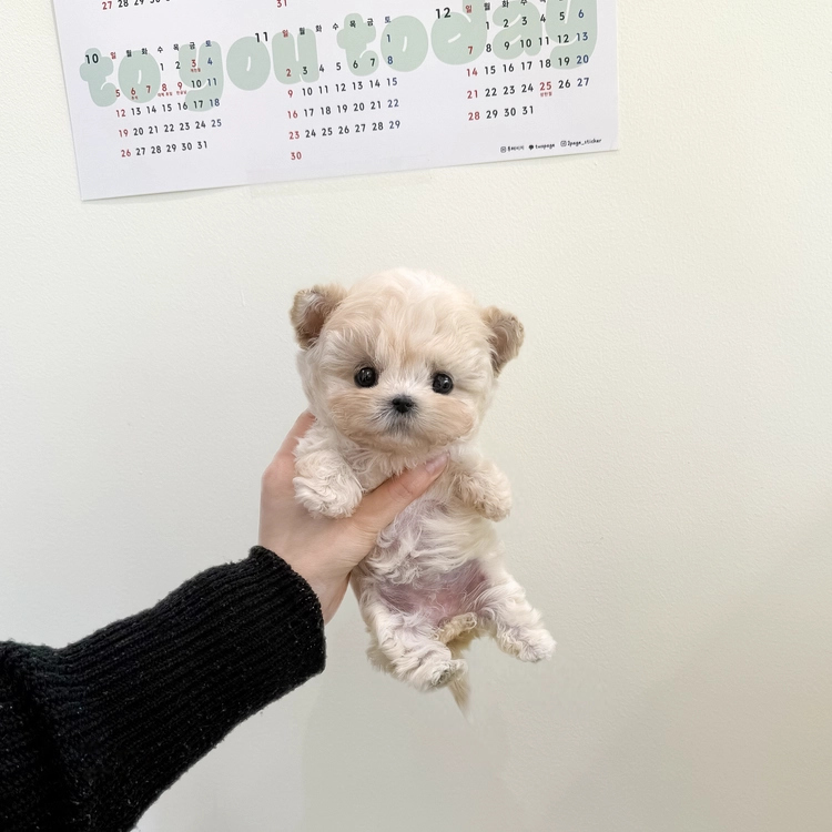 상품 이미지