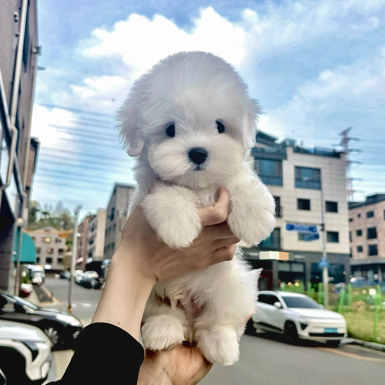 상품 이미지