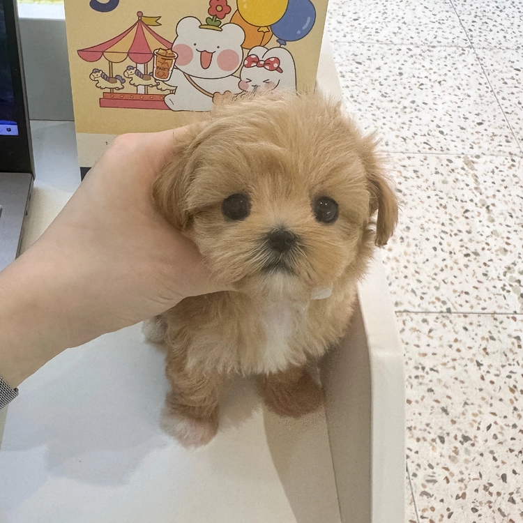 상품 이미지