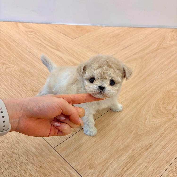 상품 이미지