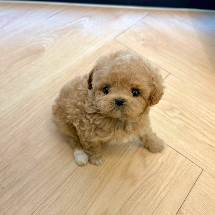 상품 이미지