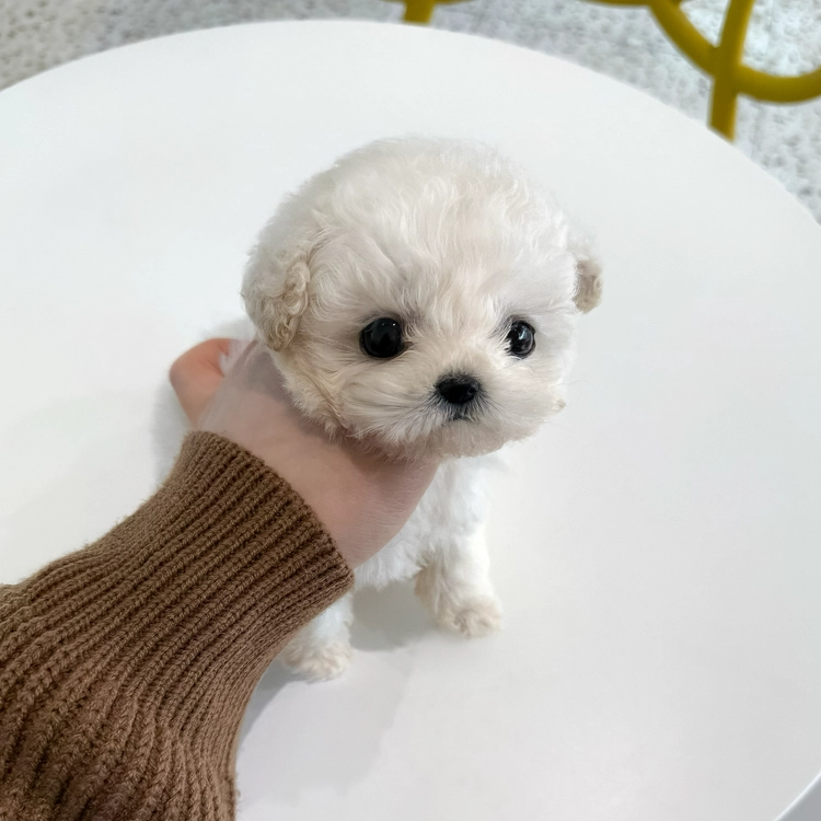 상품 이미지