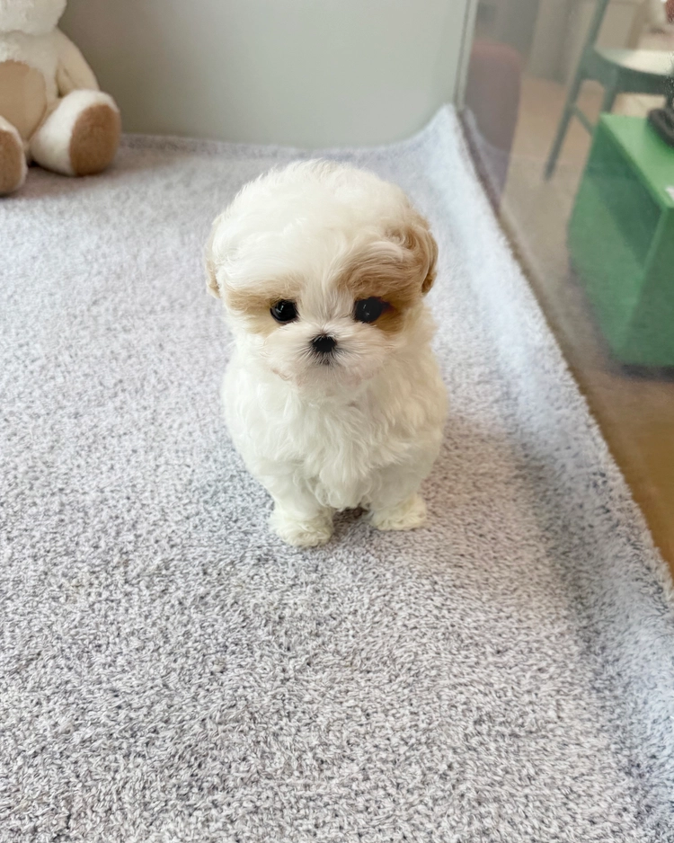 상품 이미지