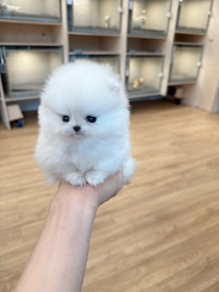 상품 이미지