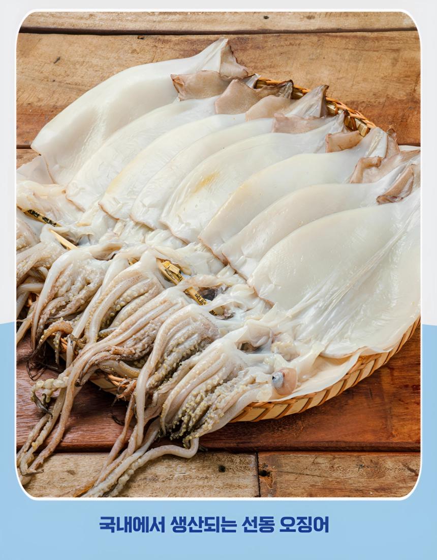 [마산어시장 동해상회] 반건조 오징어 10미(대)