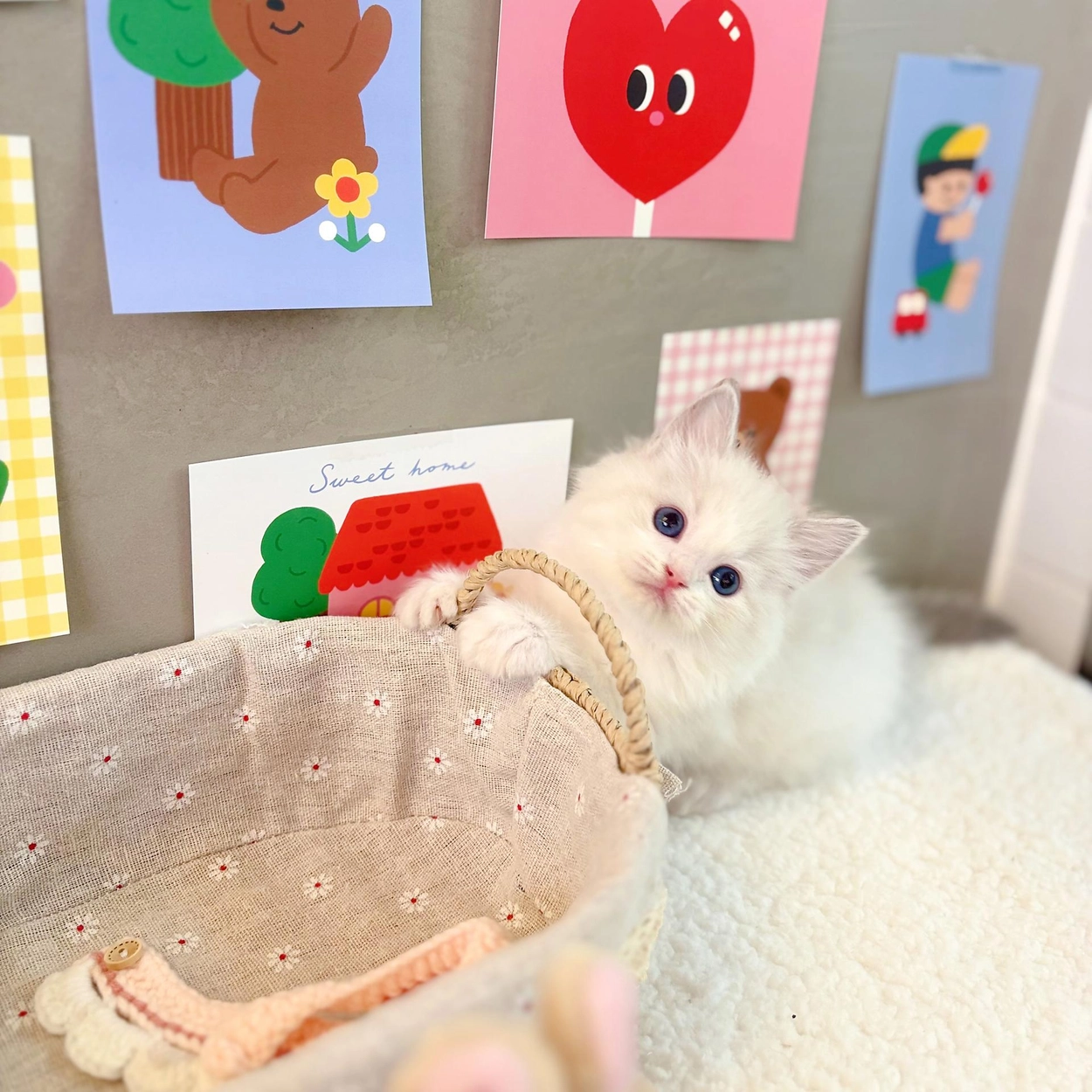 충남야생동물구조센터: 2월 2018, image size:1250x1250