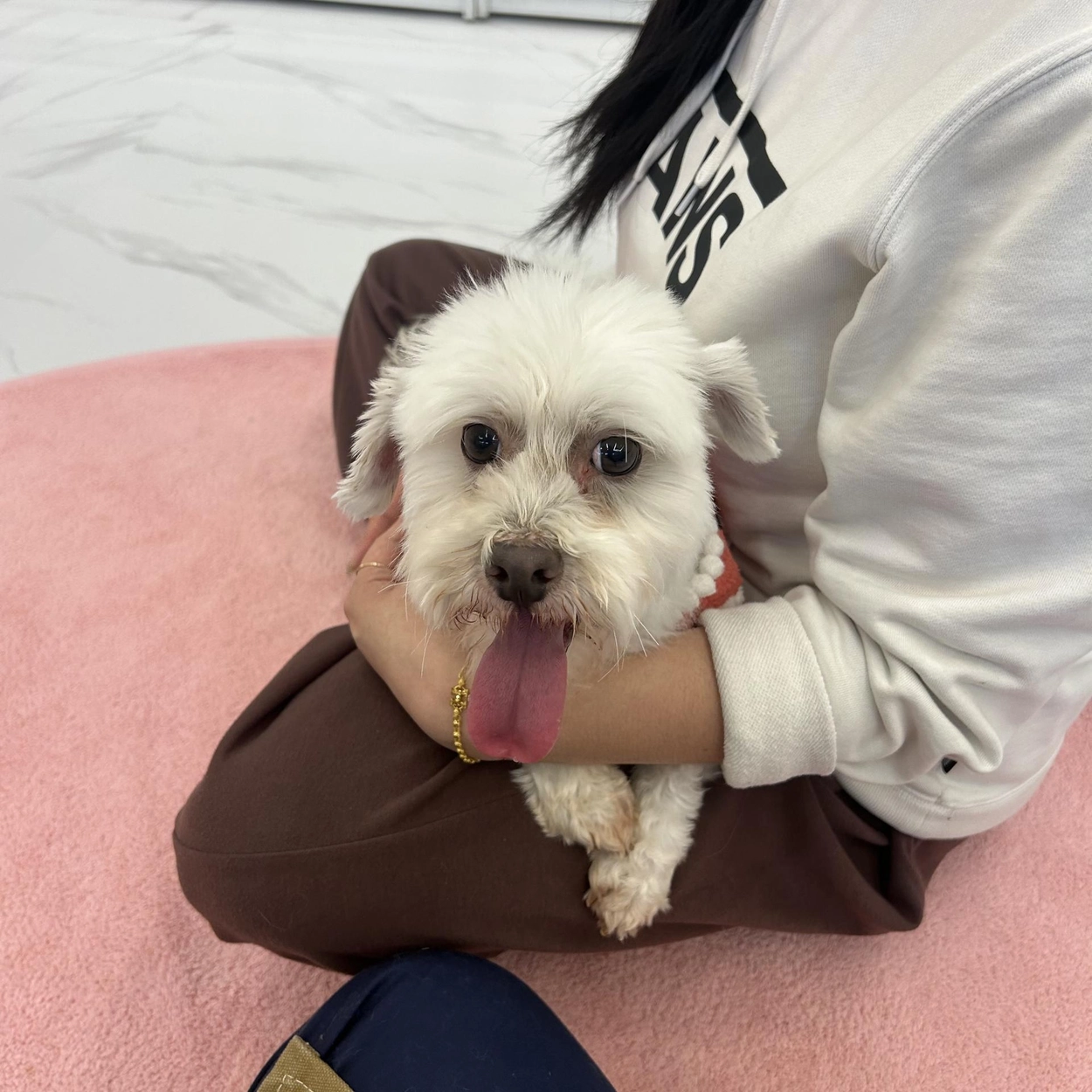 화성 봉담 동물체험 카페, 실내 동물원 하이애니멀 : 네이버 블로그, image size:1250x1250