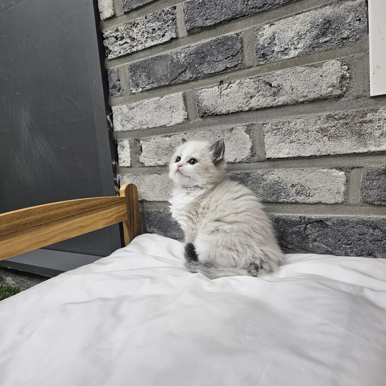 샌디에이고 동물원 할인 티켓 | Go City®, image size:1250x1250