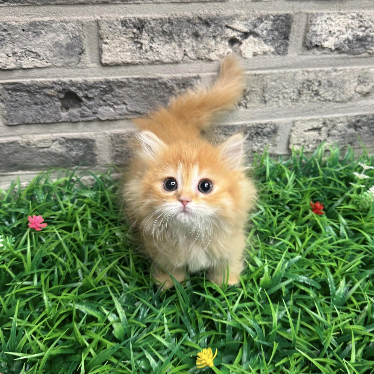 쉐라톤 펫캉스: 반려견과의 올 인클루시브 웰니스 패키지 - Incheon, South Korea | Sheraton, image size:1250x1250