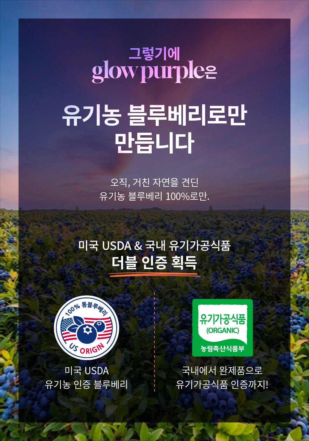 [최대10%할인]글로우퍼플홀스틱1박스