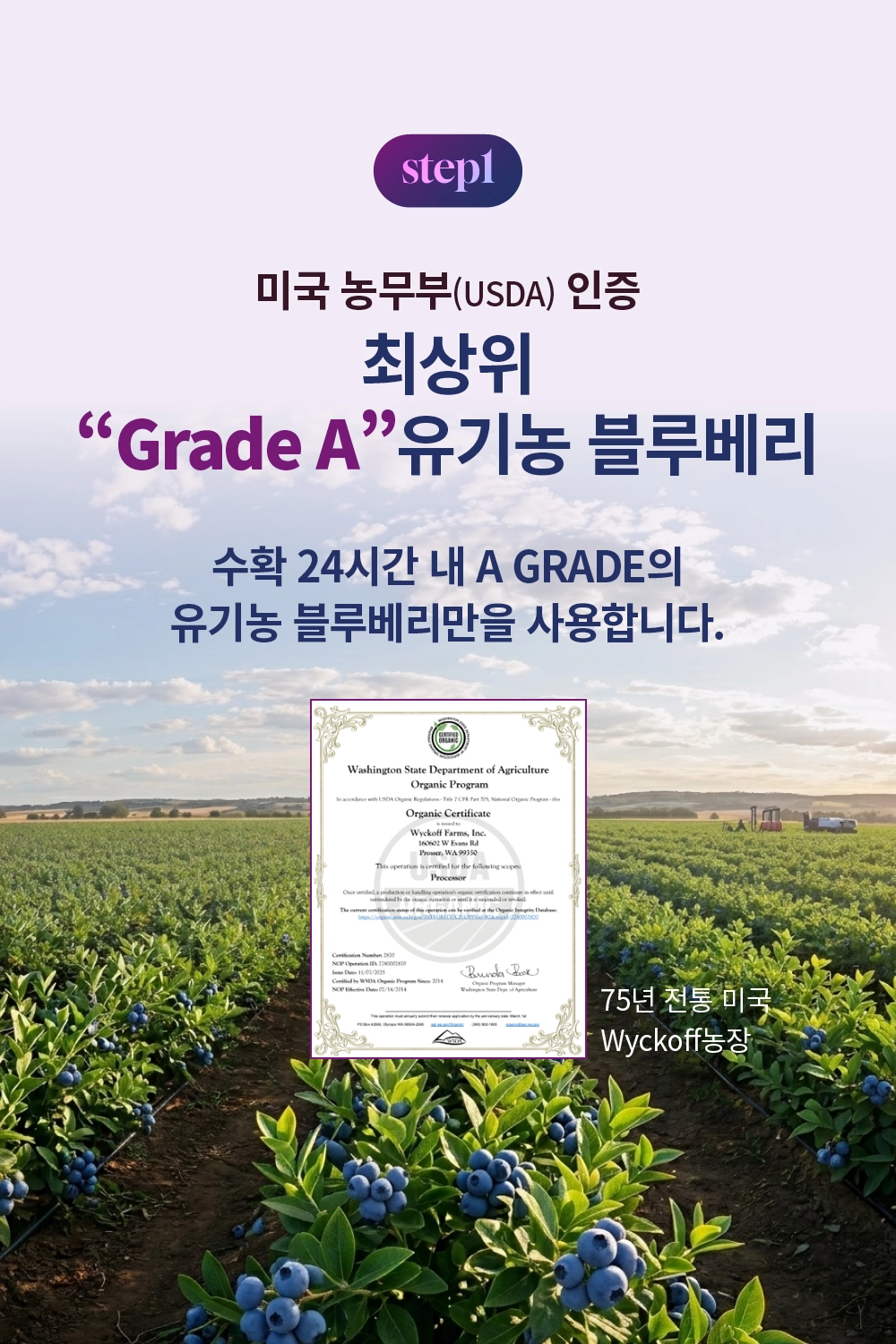 [최대10%할인]글로우퍼플홀스틱1박스