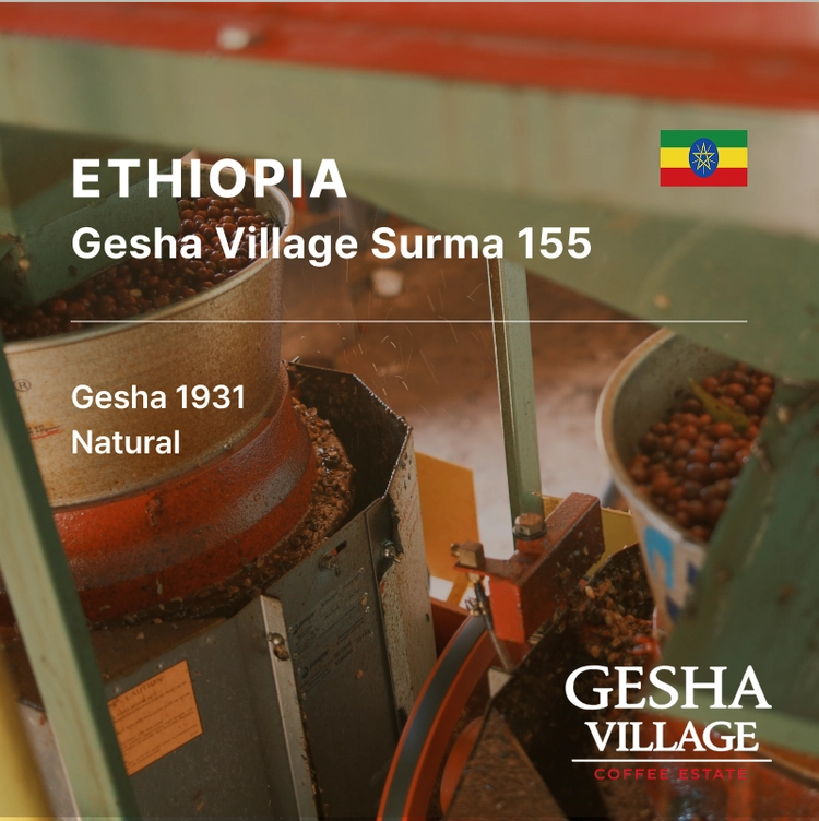 Ethiopia Gesha Village Surma 155 Gesha Natural