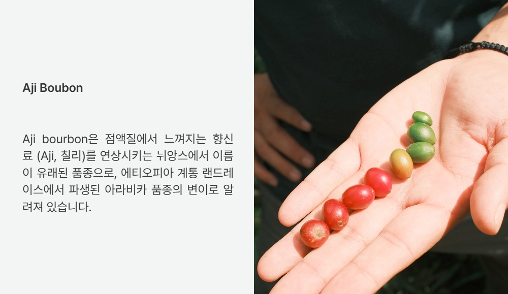악세사리 -S33L1