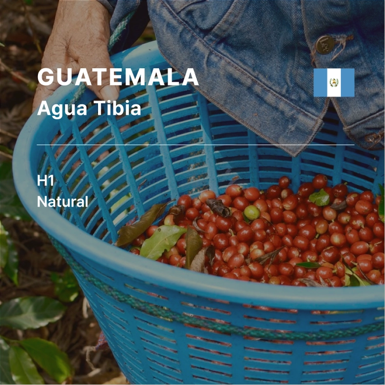 Guatemala Agua Tibia H1 Natural