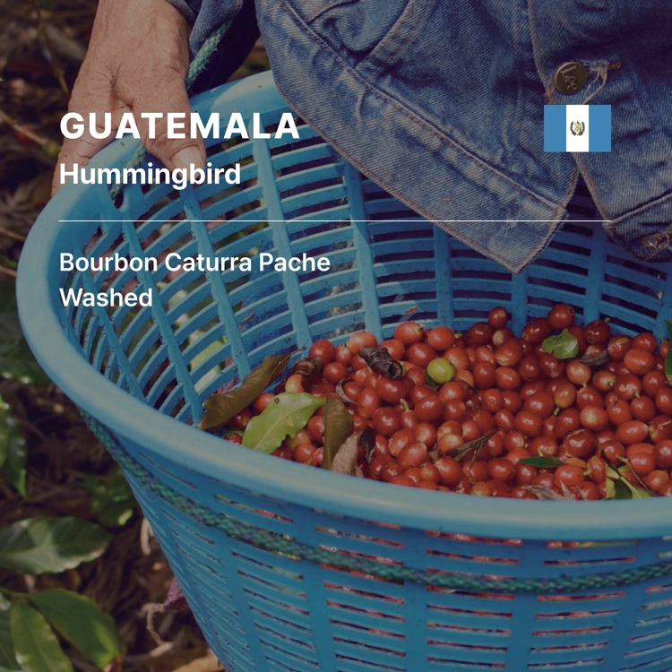 Guatemala HummingBird Blend Washed