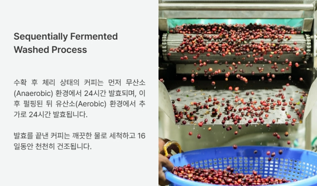 블라우스 모델 착용 이미지-S12L30