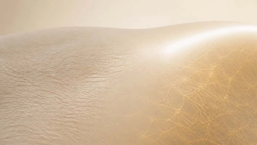 Illustration of the skin layer where collagen sits
