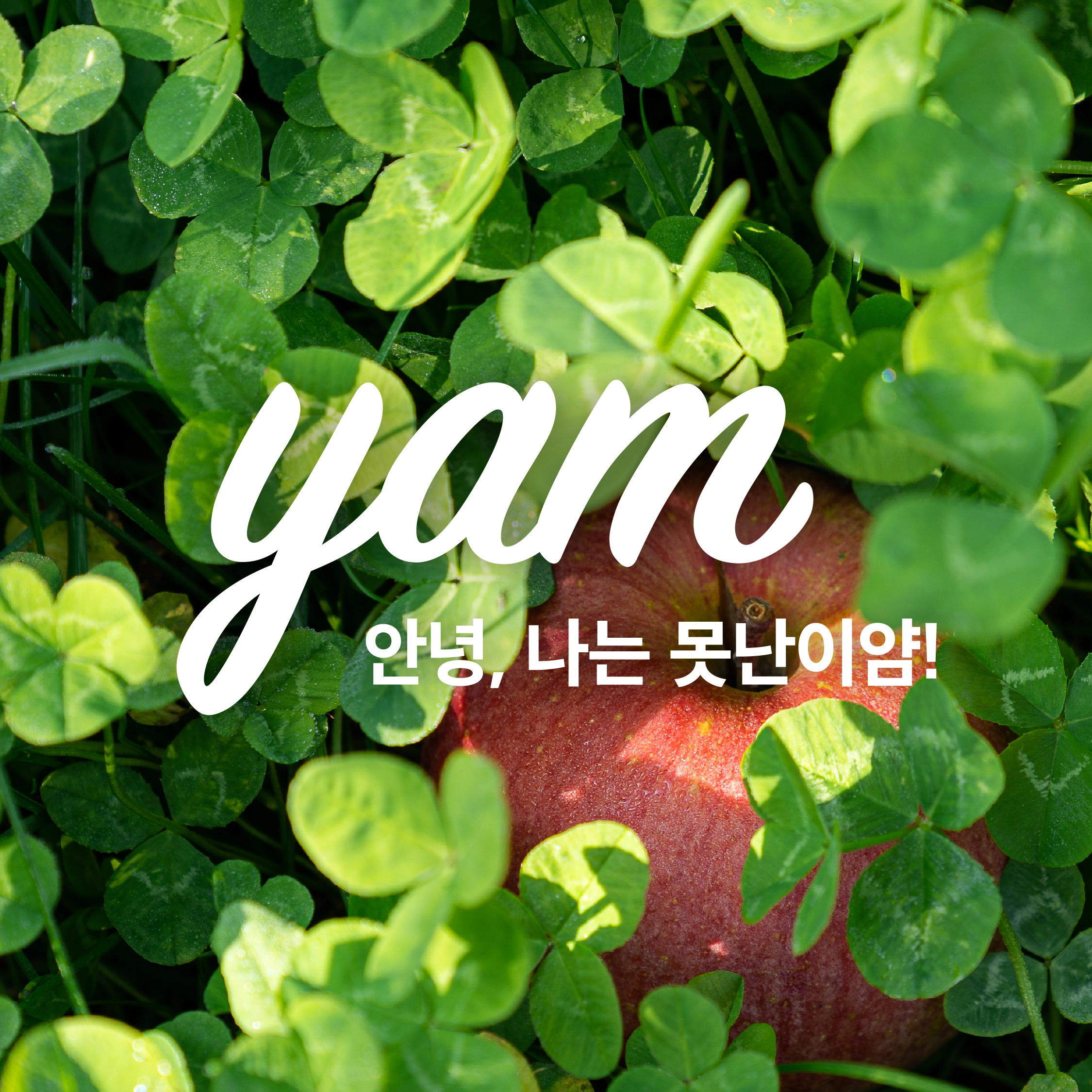 YAM 시리즈
