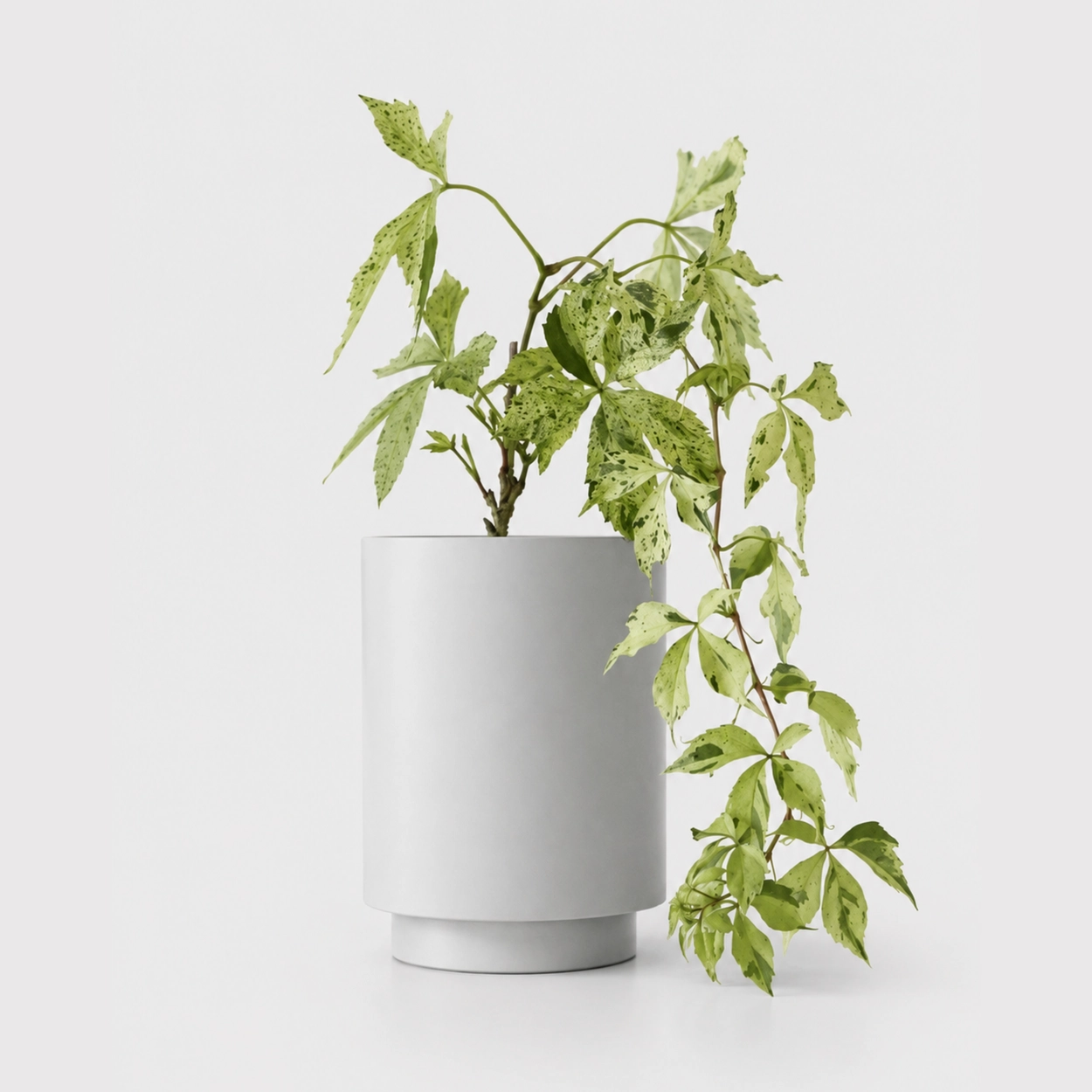 Pop Pot 대표 제품