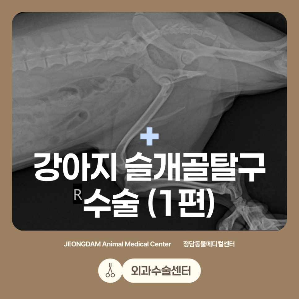 강아지 슬개골탈구 수술 사례