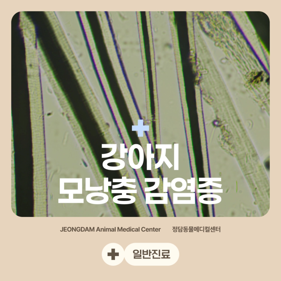 강아지 모낭충 감염증 치료 사례