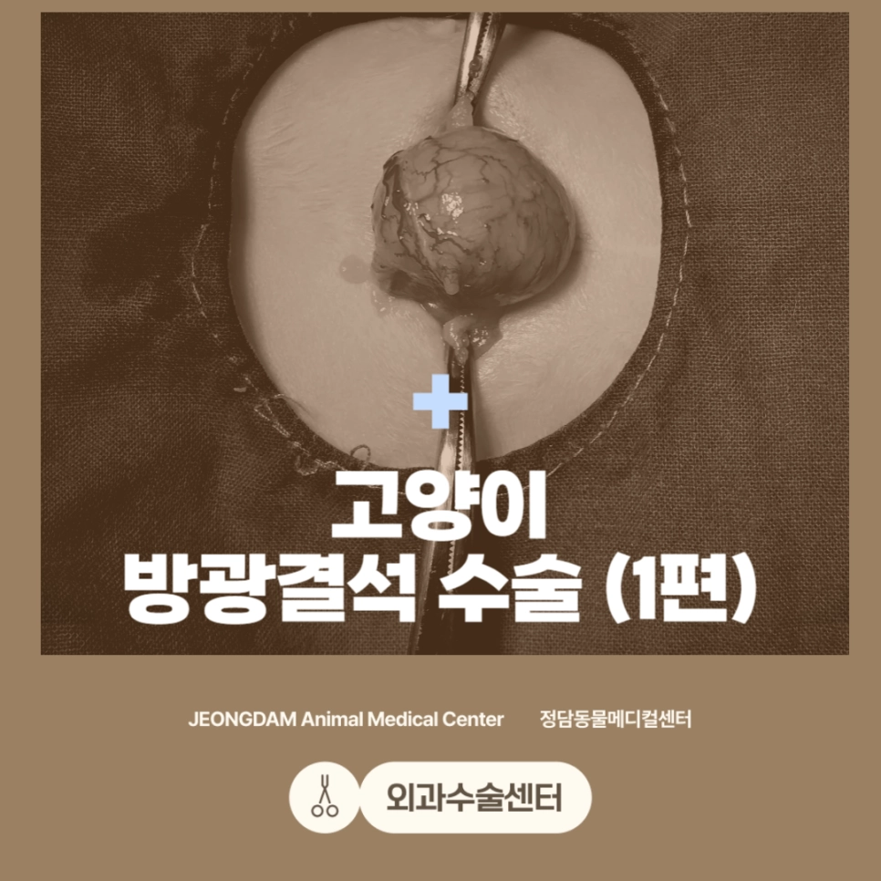 고양이 방광결석 수술 사례