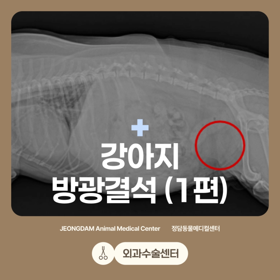 강아지 방광결석 수술 사례