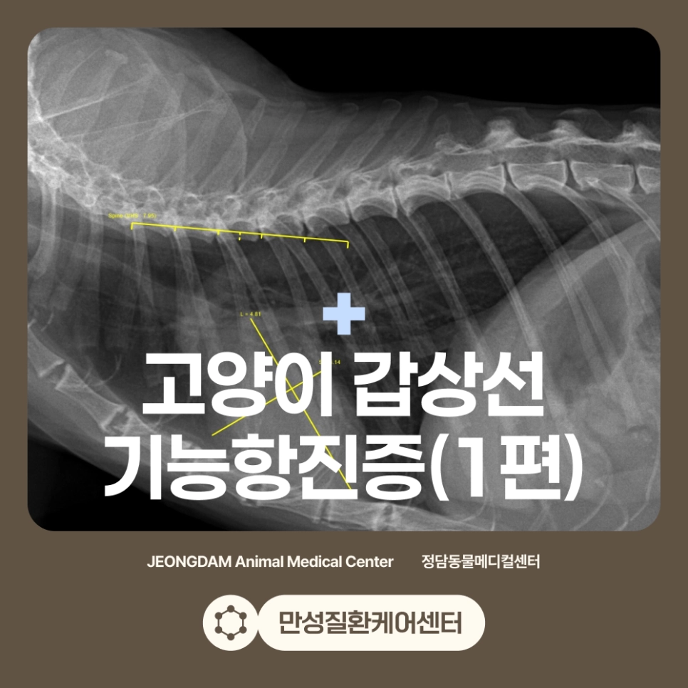 고양이 갑상선기능항진증 치료 사례