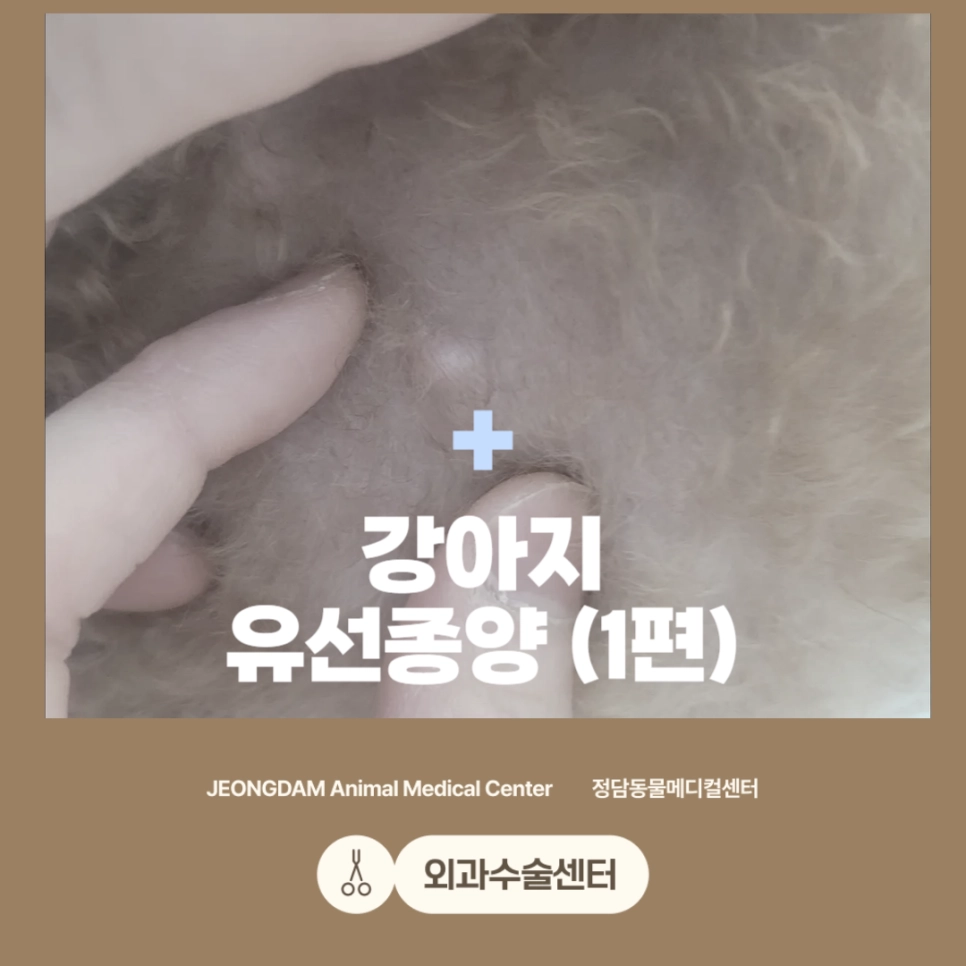 강아지 유선종양 수술 사례
