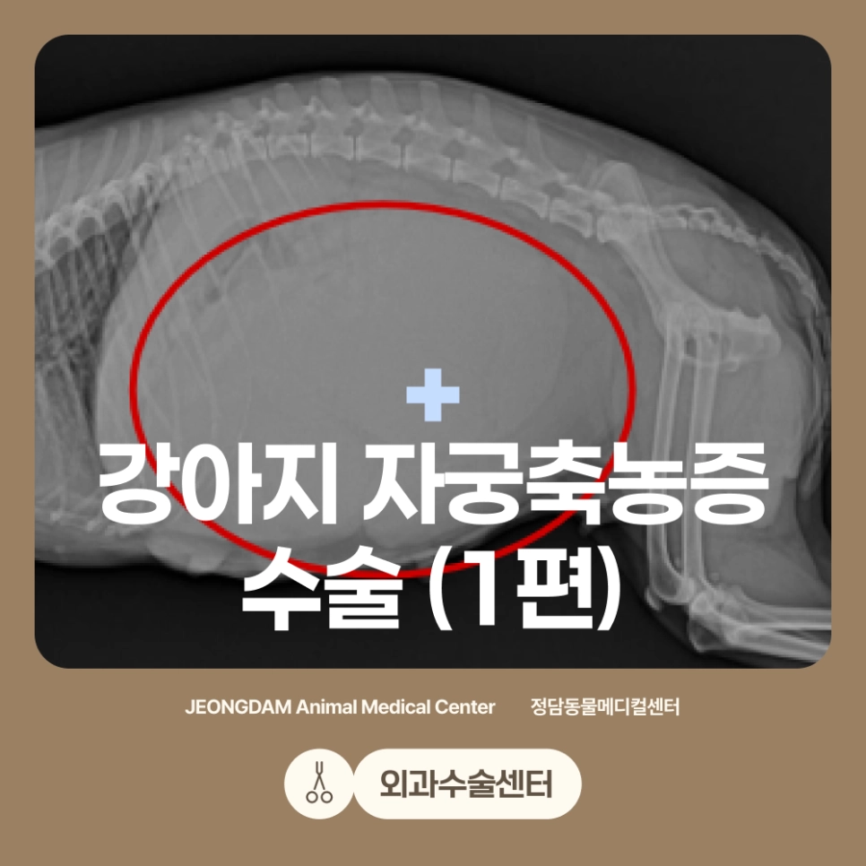 강아지 자궁축농증 실제 수술 사례