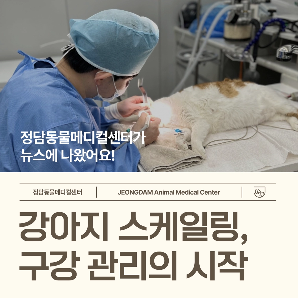 스케일링 치료