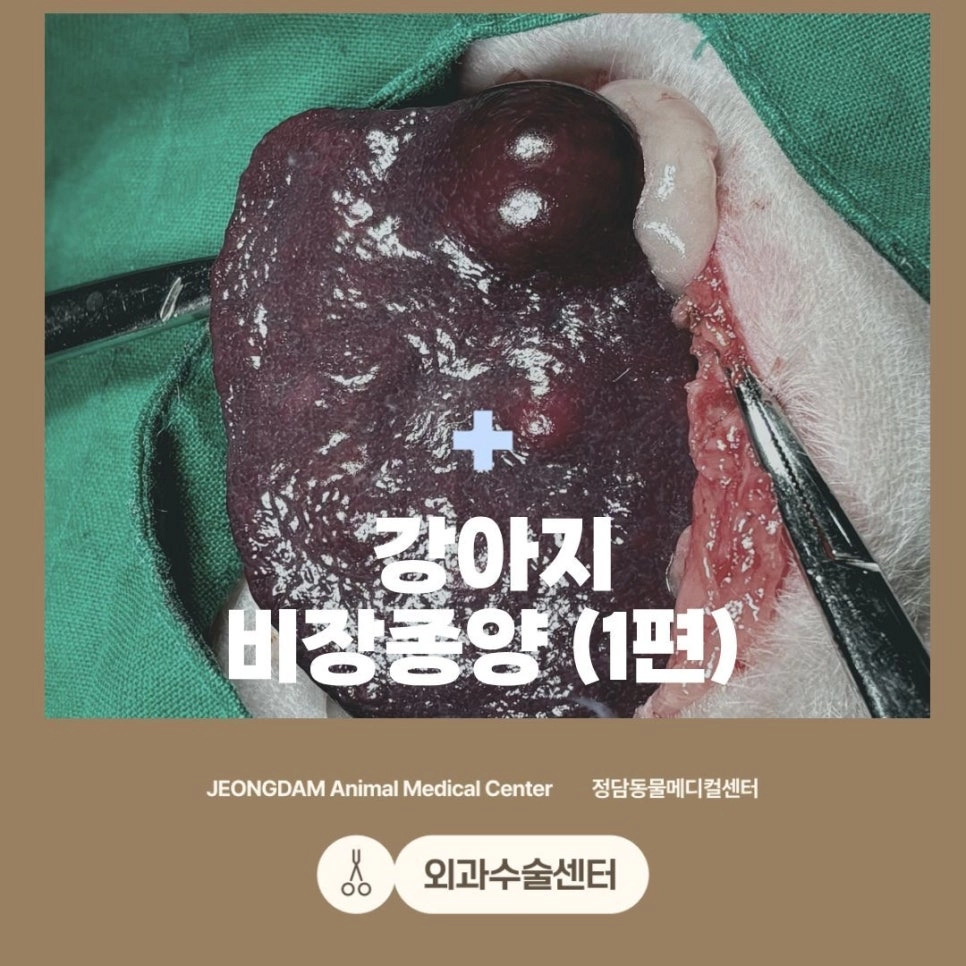 강아지 비장종양 수술 사례